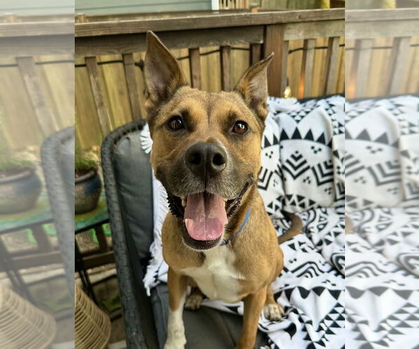 Medium Photo #1 Boxer-Unknown Mix Puppy For Sale in Marina Del Rey, CA, USA