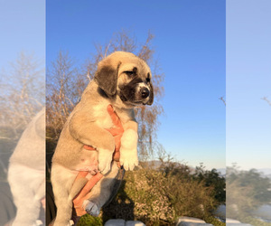 Anatolian Shepherd Puppy for sale in TEHACHAPI, CA, USA