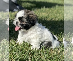 Shih Tzu Puppy for sale in RIALTO, CA, USA