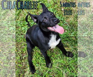 Chihuahua-Unknown Mix Dogs for adoption in Woodbury, NY, USA