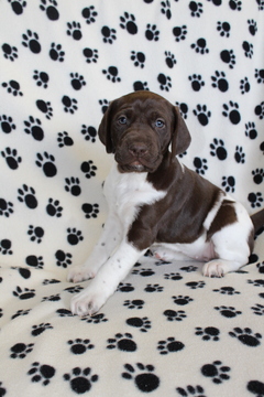 Medium Photo #13 German Shorthaired Pointer Puppy For Sale in BLAINSPORT, PA, USA