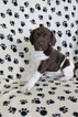 Small Photo #13 German Shorthaired Pointer Puppy For Sale in BLAINSPORT, PA, USA