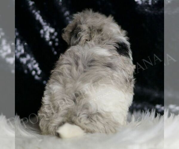 Medium Photo #6 Maltipoo Puppy For Sale in WARSAW, IN, USA
