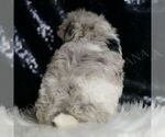 Small #5 Maltipoo