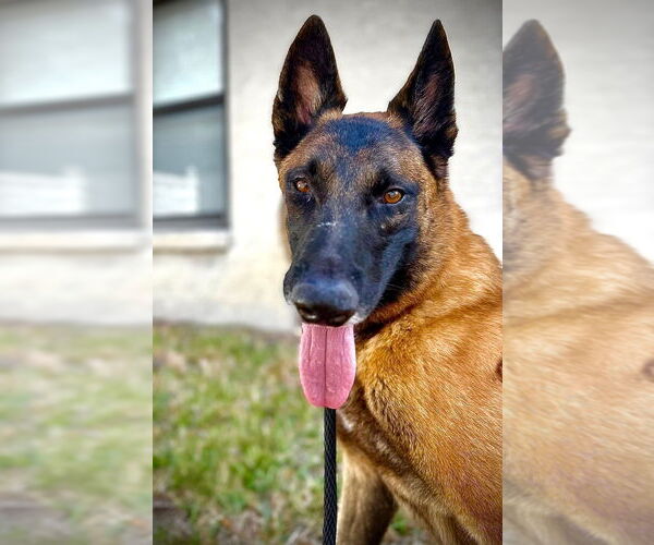 Medium Photo #5 Mutt Puppy For Sale in Imlay City, MI, USA