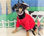 Small #1 Doberman Pinscher Mix