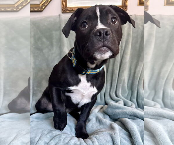 Medium Photo #4 Mutt Puppy For Sale in Princeton, MN, USA