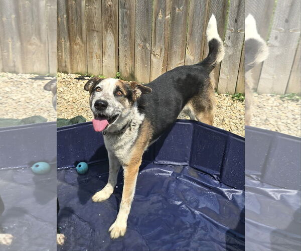 Medium Photo #6 Mutt Puppy For Sale in Garden City, NY, USA