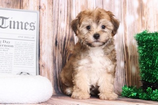 Medium Poodle (Toy)-Yorkshire Terrier Mix