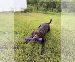 Small Photo #1 Labrador Retriever Puppy For Sale in SAINT AUGUSTINE, FL, USA