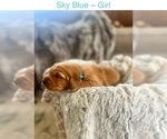 Puppy Puppy 3 Golden Retriever