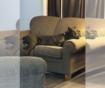 Small #3 Cane Corso