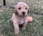 Puppy 1 Goldendoodle (Miniature)