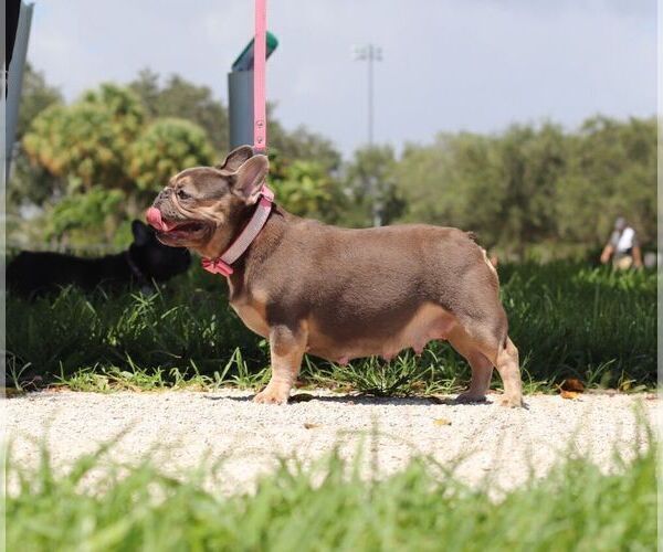Medium Photo #6 French Bulldog Puppy For Sale in POMPANO BEACH, FL, USA