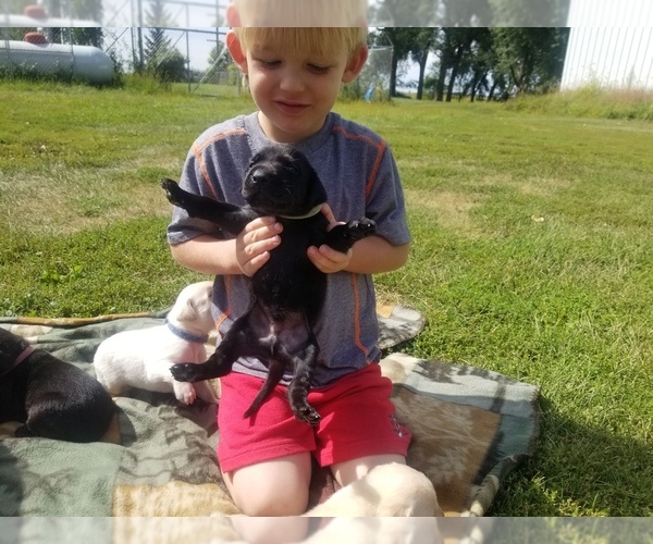 Medium Photo #1 Labrador Retriever Puppy For Sale in JACKSON, MN, USA