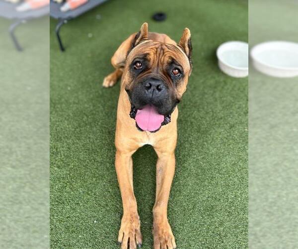 Medium Photo #1 Mastiff Puppy For Sale in Chula Vista, CA, USA