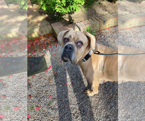 Medium Photo #10 Mutt Puppy For Sale in Virginia Beach, VA, USA
