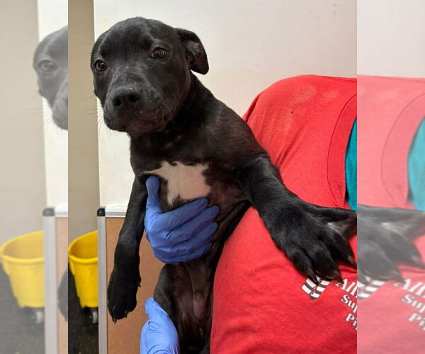 Medium Photo #4 Catahoula Leopard Dog-Labrador Retriever Mix Puppy For Sale in New York, NY, USA