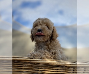 Poodle (Miniature) Puppy for sale in PORTERVILLE, CA, USA