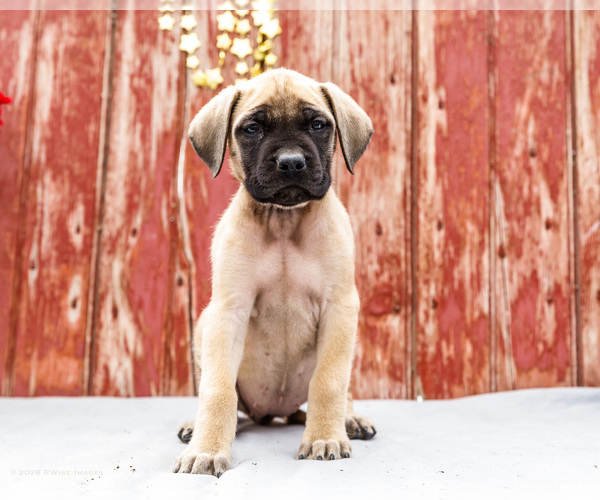 Medium Photo #38 Mastiff Puppy For Sale in WAKARUSA, IN, USA