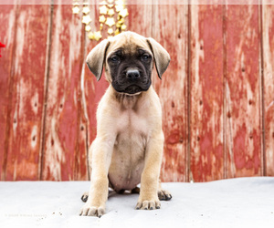 Medium Mastiff