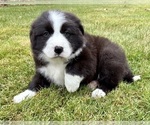 Small #2 Australian Shepherd
