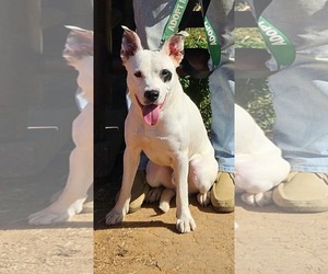 Linus - At the Shelter - Male Mutt Dog for Adoption - Photo #4