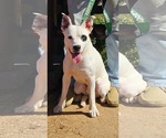 Small Photo #4 Mutt Puppy For Sale in Rustburg, VA, USA