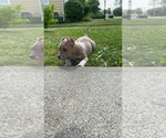 Small Photo #9 American Bully Puppy For Sale in CLEVELAND, OH, USA