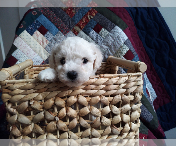 Medium Photo #4 Bichon Frise Puppy For Sale in PELHAM, NH, USA