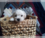 Small Photo #4 Bichon Frise Puppy For Sale in PELHAM, NH, USA