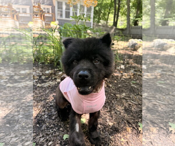 Medium Photo #6 Chow Chow Puppy For Sale in St. Louis Park, MN, USA