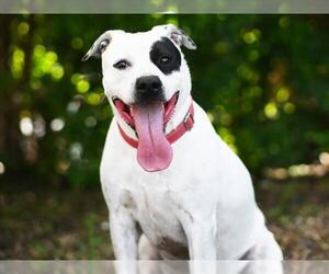 American Staffordshire Terrier-Unknown Mix Dogs for adoption in Tavares, FL, USA