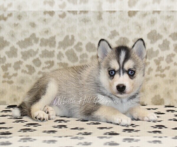 Medium Photo #2 Pomsky Puppy For Sale in DENVER, PA, USA