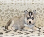 Small #1 Pomsky