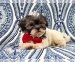 Small Photo #14 Poodle (Miniature)-Shorkie Tzu Mix Puppy For Sale in LAKELAND, FL, USA