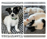 Small Photo #1 Malchi Puppy For Sale in ELMA, NY, USA