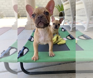 French Bulldog Puppy for sale in MORENO VALLEY, CA, USA
