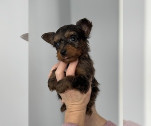 YorkiePoo Puppy for sale in FRANKLIN, VT, USA