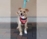 Small Photo #3 Wapoo Puppy For Sale in Mission Viejo, CA, USA