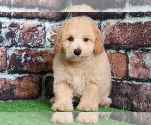 Poochon Puppy for sale in BEL AIR, MD, USA