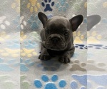 Small Photo #5 French Bulldog Puppy For Sale in COLUMBUS, GA, USA