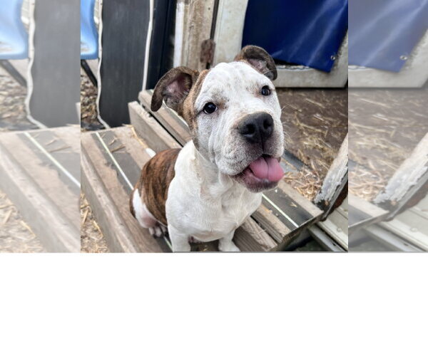 Medium Photo #2 American Bulldog-Unknown Mix Puppy For Sale in Tracy City, TN, USA