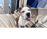 Small #1 American Bulldog Mix