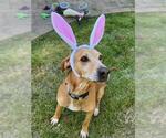 Small #3 English Coonhound