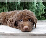 Small #2 Labradoodle