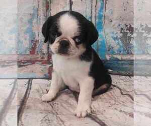 Pug Litter for sale in Abilene, KS, USA