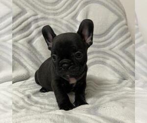 French Bulldog Puppy for sale in JOHNS ISLAND, SC, USA