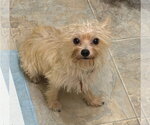 Small Photo #2 Havanese-Unknown Mix Puppy For Sale in Lakewood, CO, USA