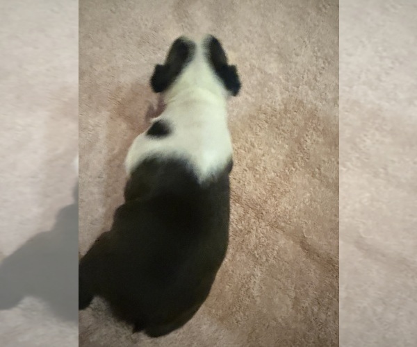 Medium Photo #6 Boston Terrier Puppy For Sale in FREDONIA, KS, USA